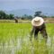Climate Activists Blame Rice for Global Warming