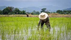 Climate Activists Blame Rice for Global Warming