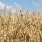 Entire Global Food Supply at Risk From Disastrous Response to So-Called ‘Nitrogen Crisis’