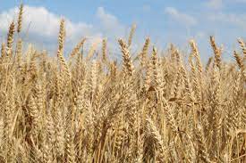 Entire Global Food Supply at Risk From Disastrous Response to So-Called ‘Nitrogen Crisis’
