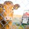 EU Backs Controversial Dutch Plans to Shut Down Farms in Bid to Reduce Nitrogen Emissions
