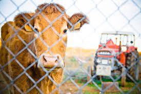 EU Backs Controversial Dutch Plans to Shut Down Farms in Bid to Reduce Nitrogen Emissions