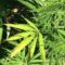 American Workers Testing Positive for Marijuana Reaches 25-Year Record