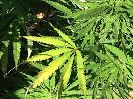 American Workers Testing Positive for Marijuana Reaches 25-Year Record