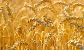 As Anti-Farming Climate Activism Builds, 27% Of Global Workforce Employed In Ag