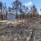 Arson caused largest wildfire in Louisiana history, which has already ravaged nearly 50 square miles: Investigators