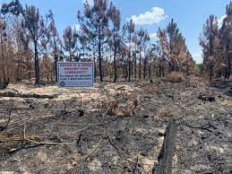 Arson caused largest wildfire in Louisiana history, which has already ravaged nearly 50 square miles: Investigators