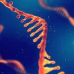 Meat From Animals Vaccinated With mRNA Vaccines May Soon Make Its Way Into the US Food Supply
