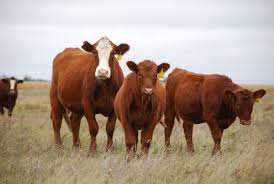 ‘Meat & dairy must be reined back’ to reach ‘Net Zero by 2050’ – The impact of farming on climate crisis will be a key UN COP28 topic – ‘Global food production must become sustainable to stay within 1.5C’