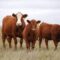 US Beef Prices Hit Record High As Nation’s Cattle Herd Expected To Shrink Through 2025