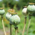 Afghanistan Poppy Cultivations Down 95% In 2023, But…
