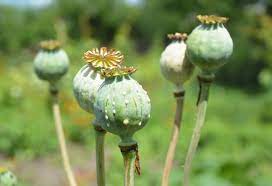 Afghanistan Poppy Cultivations Down 95% In 2023, But…